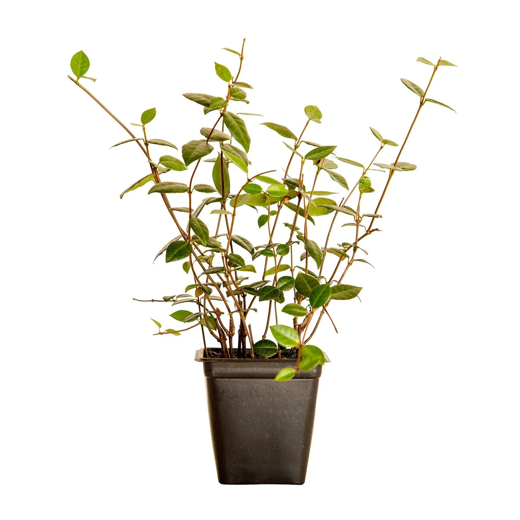 Expert Gardener Asiatic Jasmine - 54 Pack (3.25 In. Pots) Evergreen Groundcover Vine - Full Sun Live Outdoor Plant