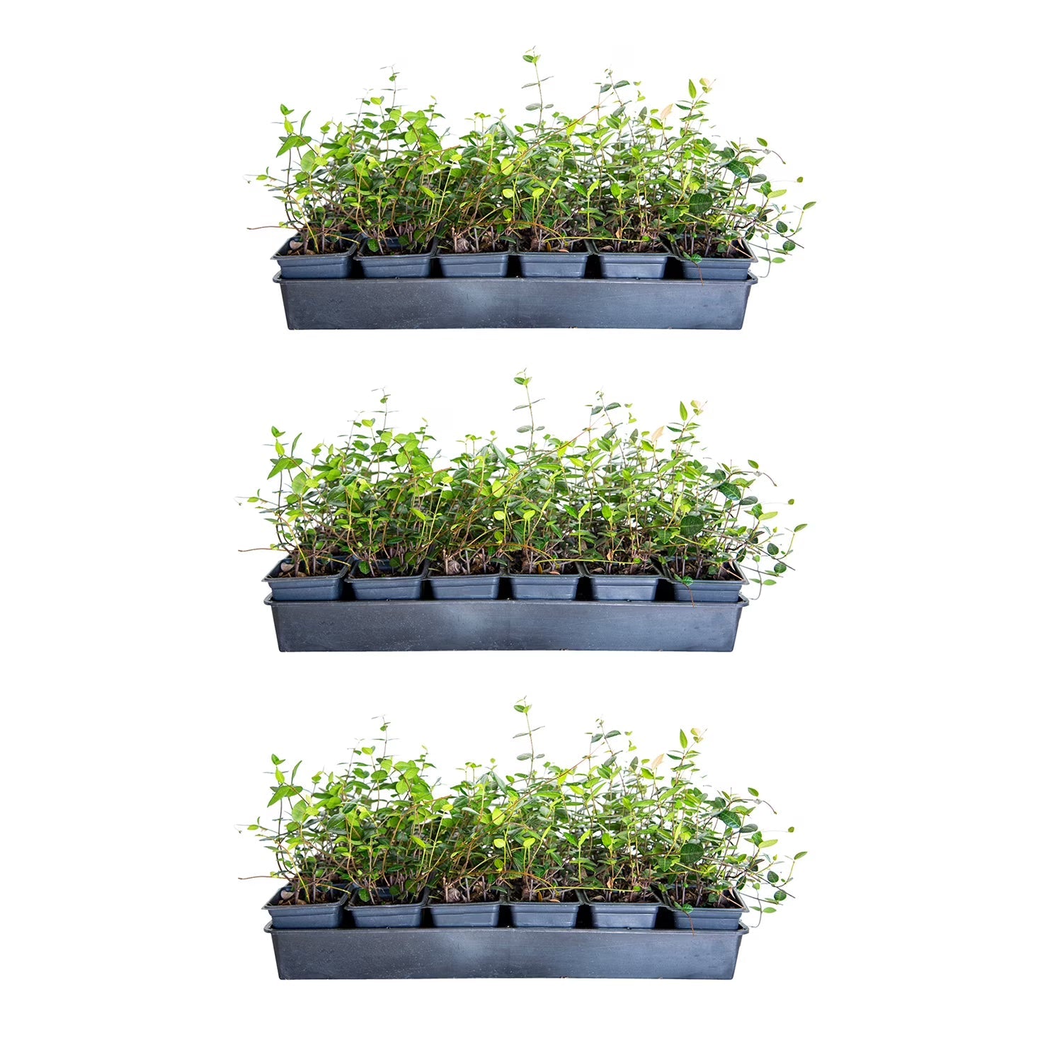 Expert Gardener Asiatic Jasmine - 54 Pack (3.25 In. Pots) Evergreen Groundcover Vine - Full Sun Live Outdoor Plant