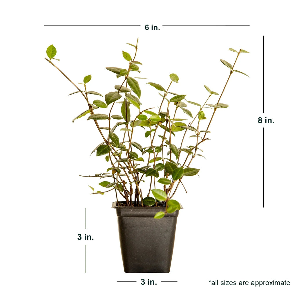 Expert Gardener Asiatic Jasmine - 54 Pack (3.25 In. Pots) Evergreen Groundcover Vine - Full Sun Live Outdoor Plant